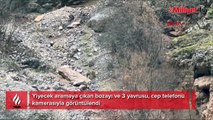 Yiyecek aramaya çıkan ayı ve yavruları görüntülendi