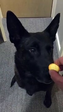 Late Northumbria Police Dog Section member Krush balancing mini cheddars
