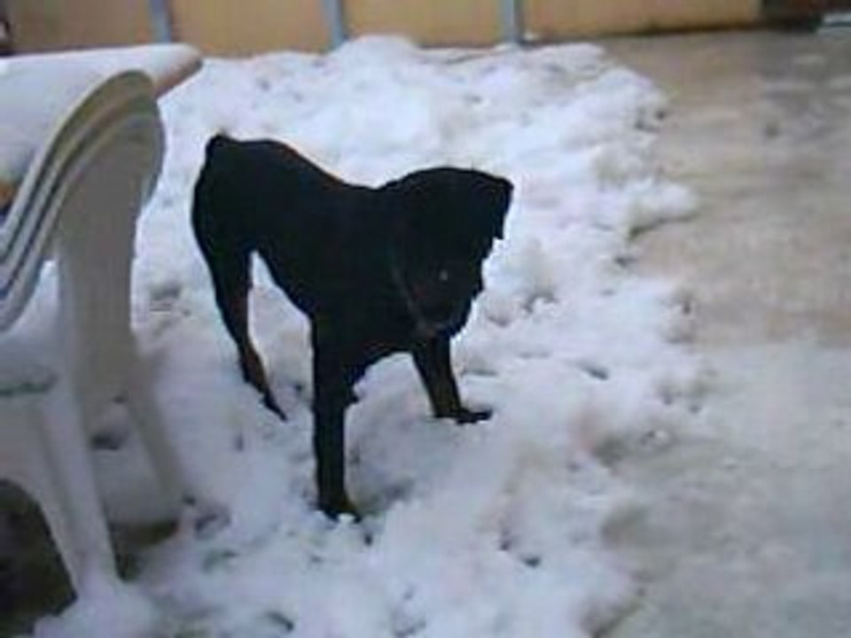 Byron mange la neige