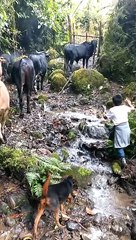 Boy Learns the Meaning of Occupational Hazard