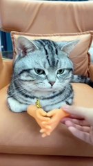 Cute funny animals | cat funny video | beautiful kitty