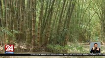 Pagtatanim, pag-aalaga, at paggamit ng bamboo para ibsan ang epekto ng climate change, itinuro sa isang seminar | 24 Oras Weekend
