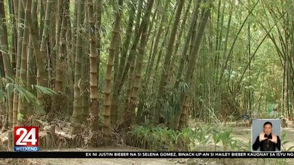 Pagtatanim, pag-aalaga, at paggamit ng bamboo para ibsan ang epekto ng climate change, itinuro sa isang seminar | 24 Oras Weekend