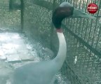 Video: आरिफ के दोस्त सारस का बना नया ठिकाना, इस चिड़िया घर में किया गया शिफ्ट
