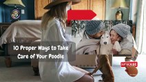 10 Proper Ways to Take Care of Your Poodle