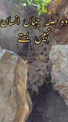 Nature | sabjantv entertaiment, |funy nature tree