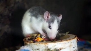 this little mouse is eating