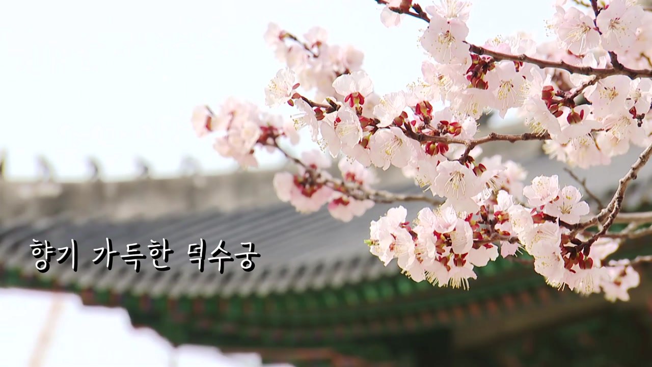 [영상] 향기 가득한 덕수궁 / YTN