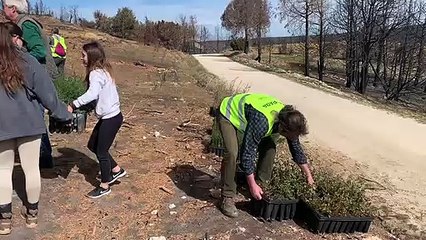 Plantación popular para recuperar la zona del Arlanza arrasada por el fuego el verano pasado