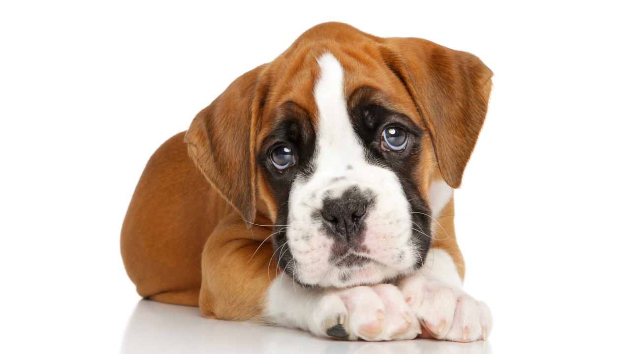 Heartbreak as a weeks-old puppy with a ruptured eye was left to die in a layby