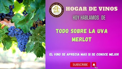 Todo sobre la uva merlot
