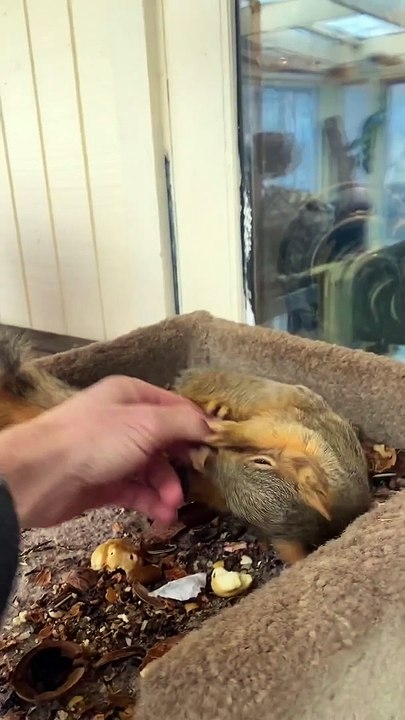Squirrel Wrestling