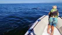 A Pod Of Dolphins Swimming With the Boat