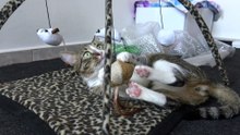 Cat Can't Decide which Toy to Attack First