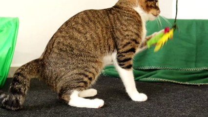 Cat Hunts a Bunch of Feathers
