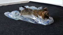 Packaging Material Is a Fascinating Cat Toy