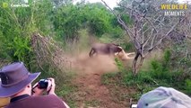 Unlucky Wildebeest Meets Hungry Lion & 45 Terrifying Moment Lion Attack Wildebeest