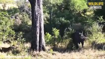 The Most Dangerous Horns! 45 Brutal Moments Buffalo Take Down Lion, Leopard