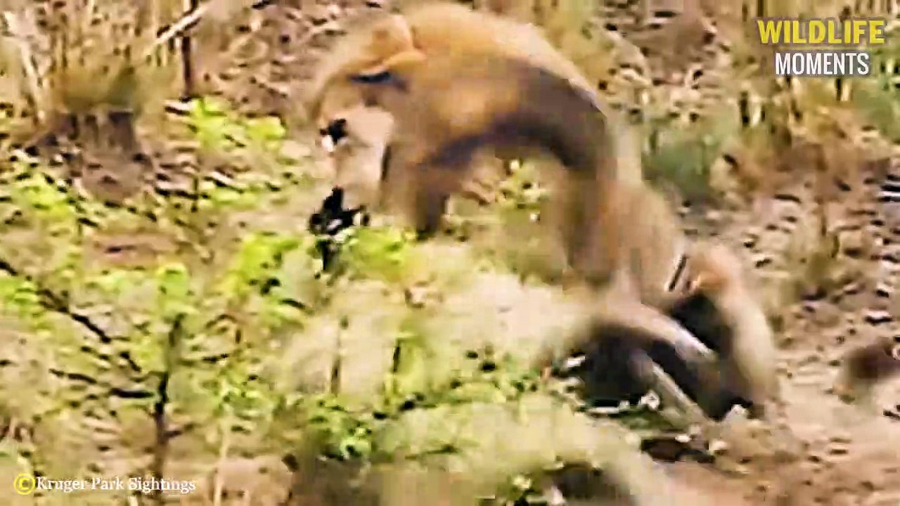 Merciless Moments Of Lion, Hyena Living Their L...