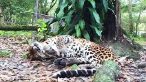 Lion, Tiger, Leopard Has Seizure And What Happens After   Brutal Moments In The Wild