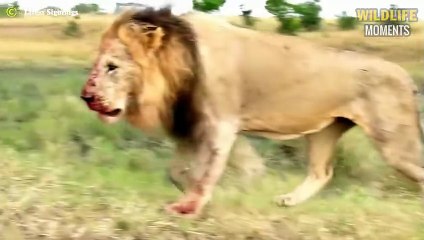 Buffalo Trampled Lion & 45 Craziest Moments Lion Messed With The Wrong Opponent