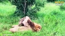 100 Brutal Moments Lion vs Hyena Fight To Dea.th   Nature Documentary