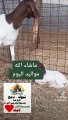 اسعار ماعز البور boer goats