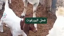 مربين ماعز البور في السعودية " مزارع البور في السعودية " boer goats saudi arabia