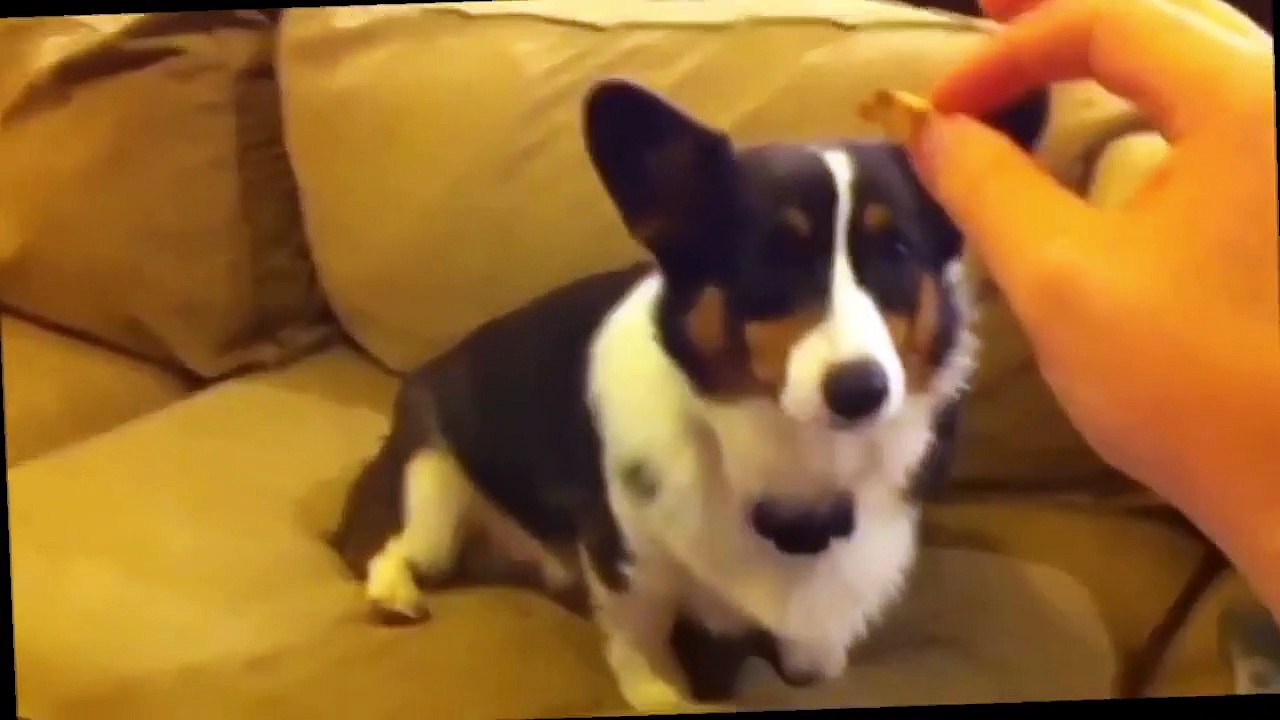 Funnies cat and dog 8 (2)