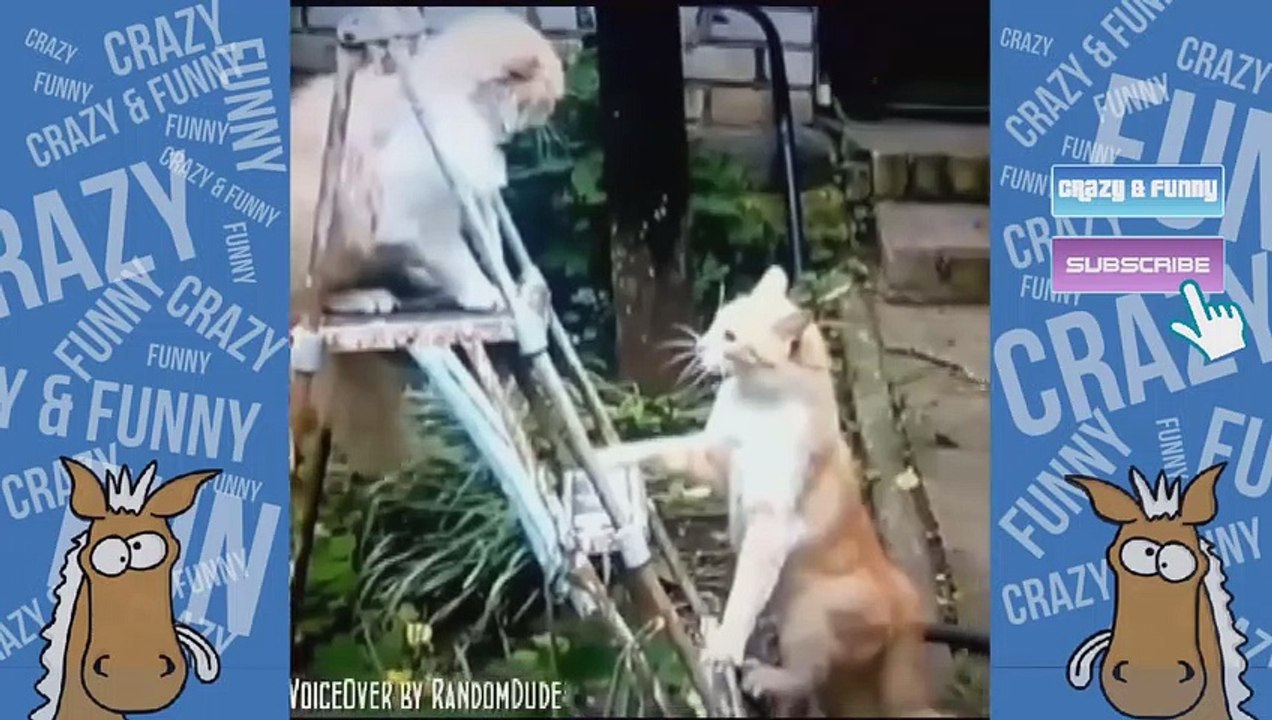 Funny Animals Voice Over Vine Compilation