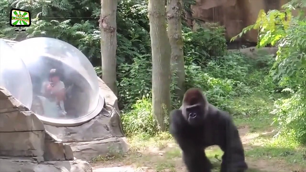 Zoo Animal Attacks ★ Animals That Don't Know What Glass Is! (HD) [Epic Laughs]
