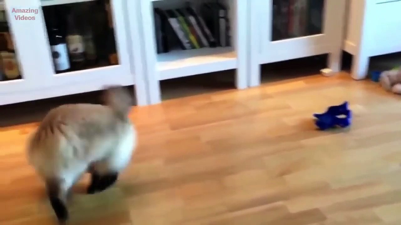 Funny Cat Jump Fail 2015