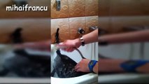 Talking Cats Saying  No  to Bath - A Funny Cats In Water Compilation [PART 2]