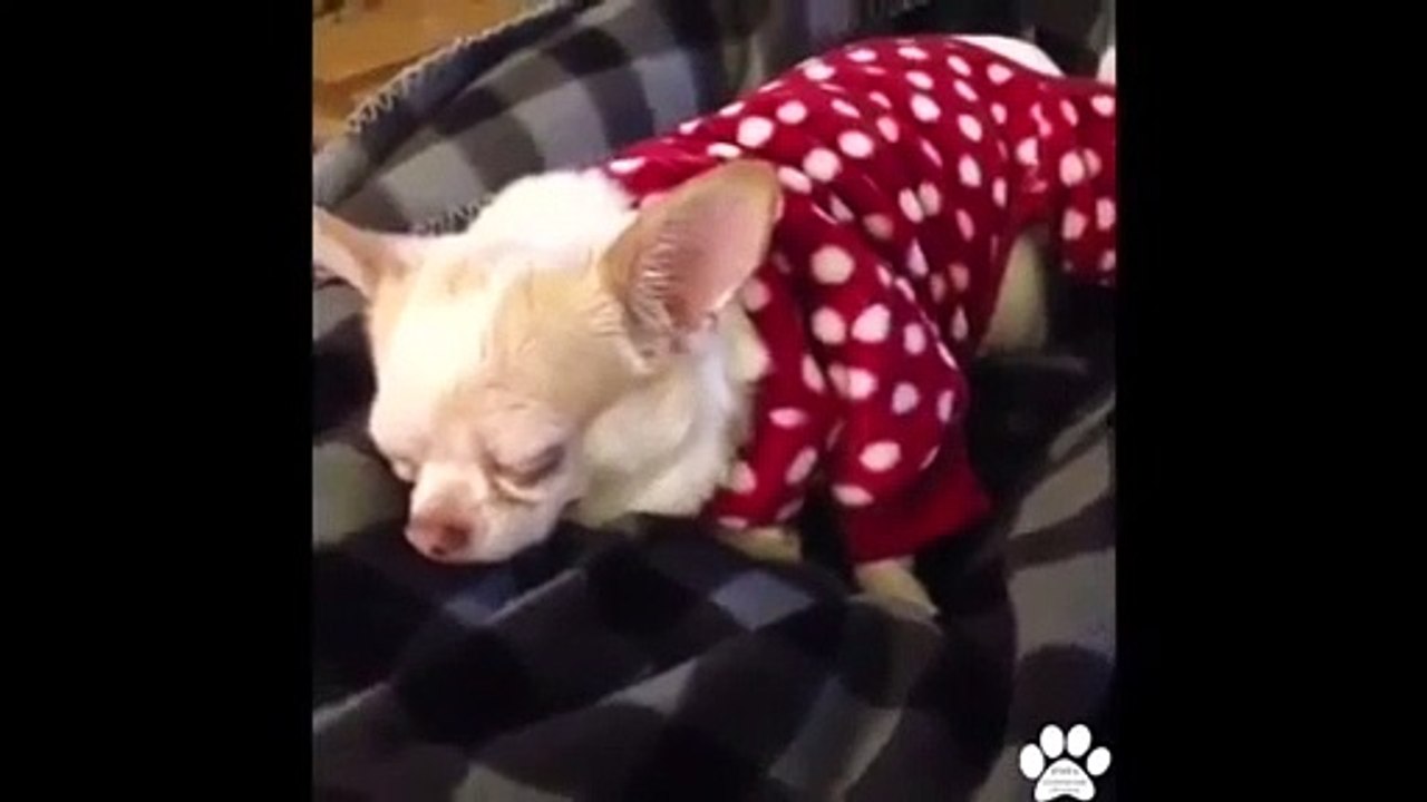 Dog Vines Most Amazing 30 MINUTES of Dogs and Puppy Vines Compilation!