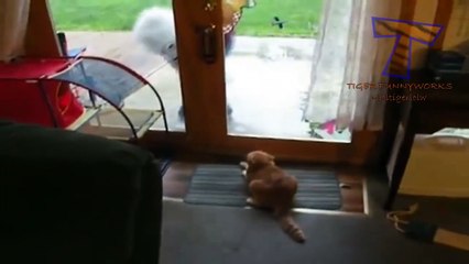 Funny cats scared of random things - Funny cats compilation (3)