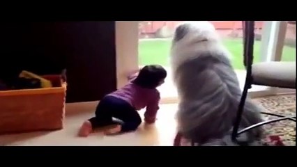Unlimate funny baby and animals compilation 2015 P7   FailArmy   JukinVideo