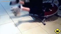Funny Cats - Funny Cat Videos - Funny Animals - Funny Fails - Cats Chasing Shadows 2015
