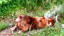 funny dog asleep like a baby Dogs laugh with funny and cute world