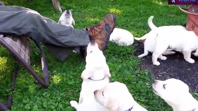 Funny Videos Cute Puppies Dogs Compilation 2015 Dog Videos 2015 720p