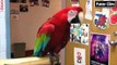 Funny videos   Funny Animal   Funny Parrots Dancing Compilation the best Cute Owls