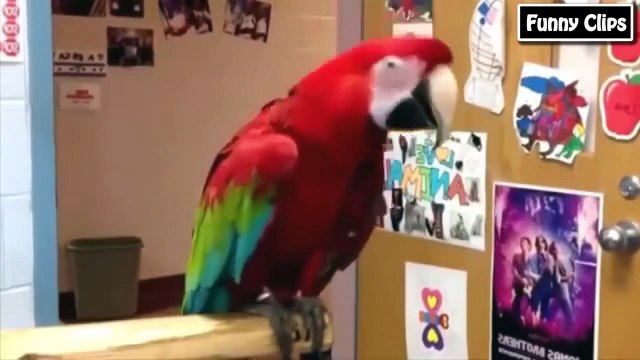 Funny videos Funny Animal Funny Parrots Dancing Compilation the best Cute Owls