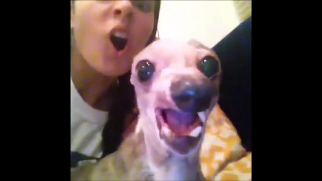 pet and animal vine compilation 2014 funny animals Topcompilation funny dog vines
