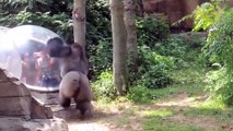 Zoo Animals Attacks ★ Zoo Animals Getting Angry! [Funny Pets] (2)