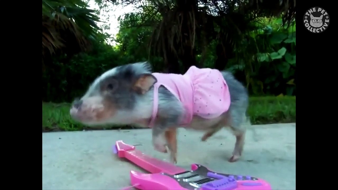 Halloween Pets Video Compilation 2016 (2)