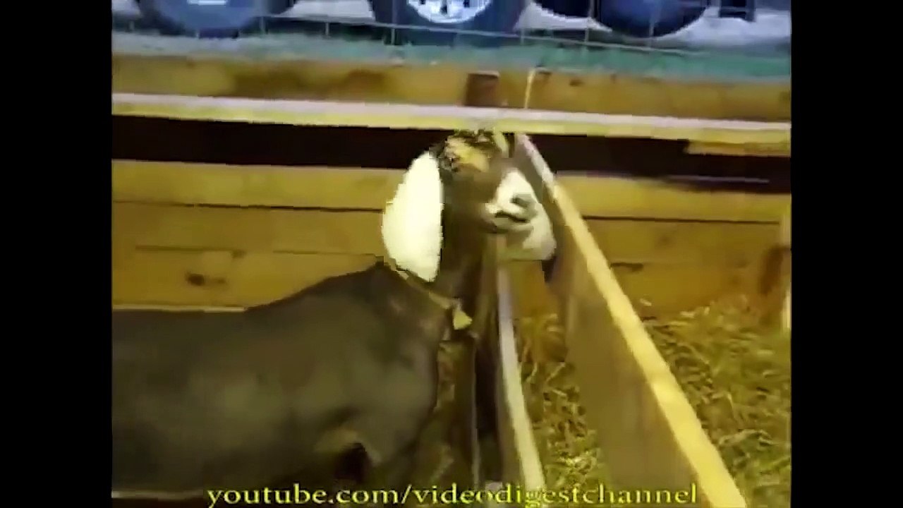 VD Funniest Animals Screaming and Talking Like Humans!