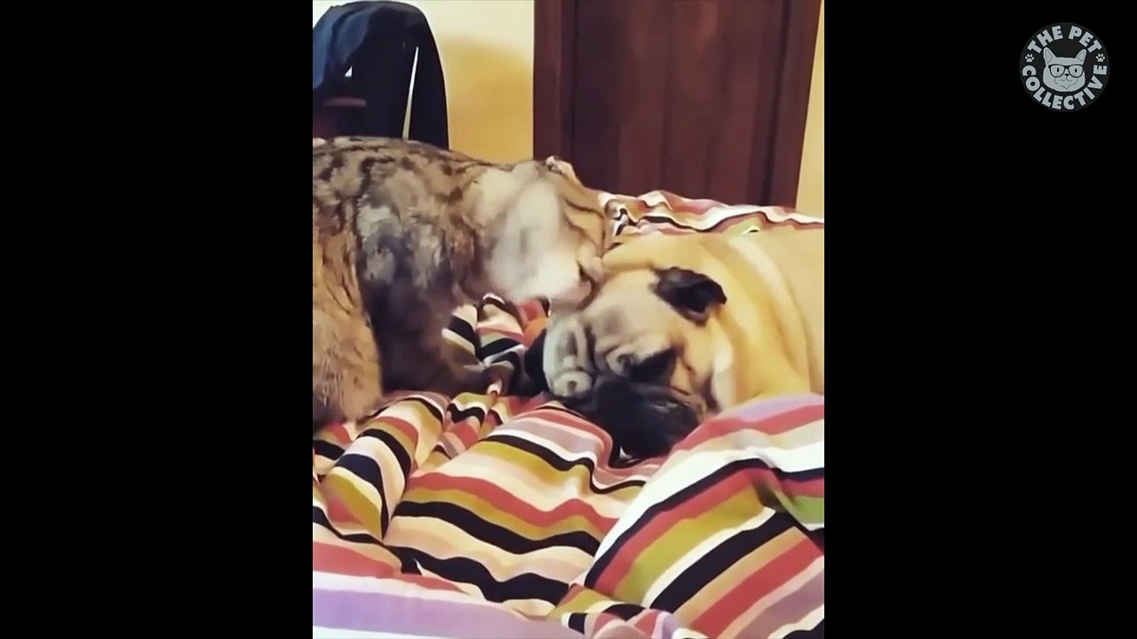 Nice Cats Video Compilation 2016