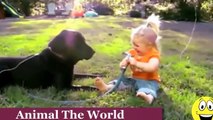 Funny Videos   Babies Laughing at Dogs   Cute dog   baby compilation  █▬█ █ ▀█▀