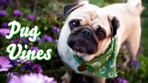 Cats and dogs Cute Pug Vines funny dog videos adopt a pet 557