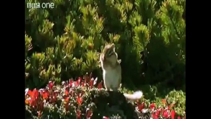 Funny  Talking Animals Are Funny