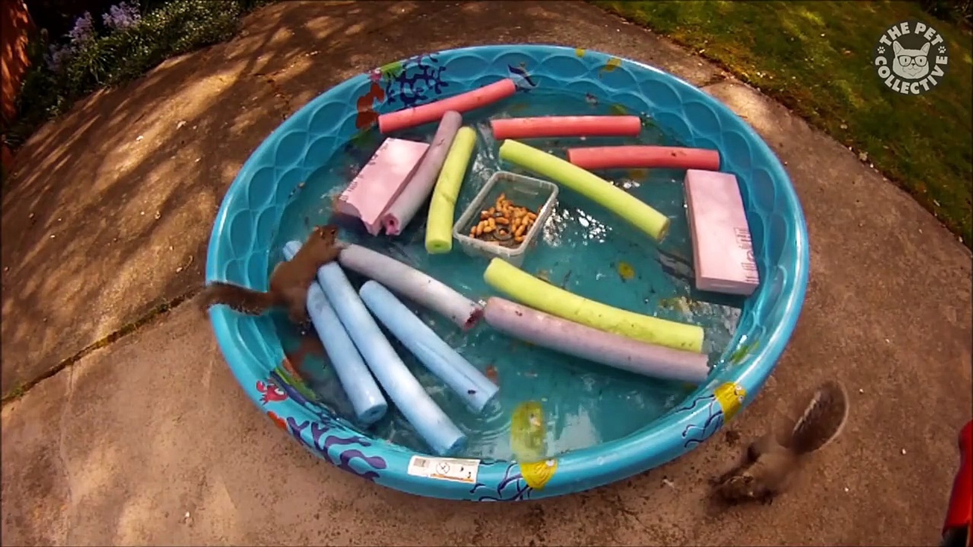 ⁣Water Sports Pets Video Compilation 2016
